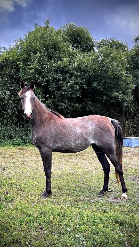 Pouliche AA de 3 ans
