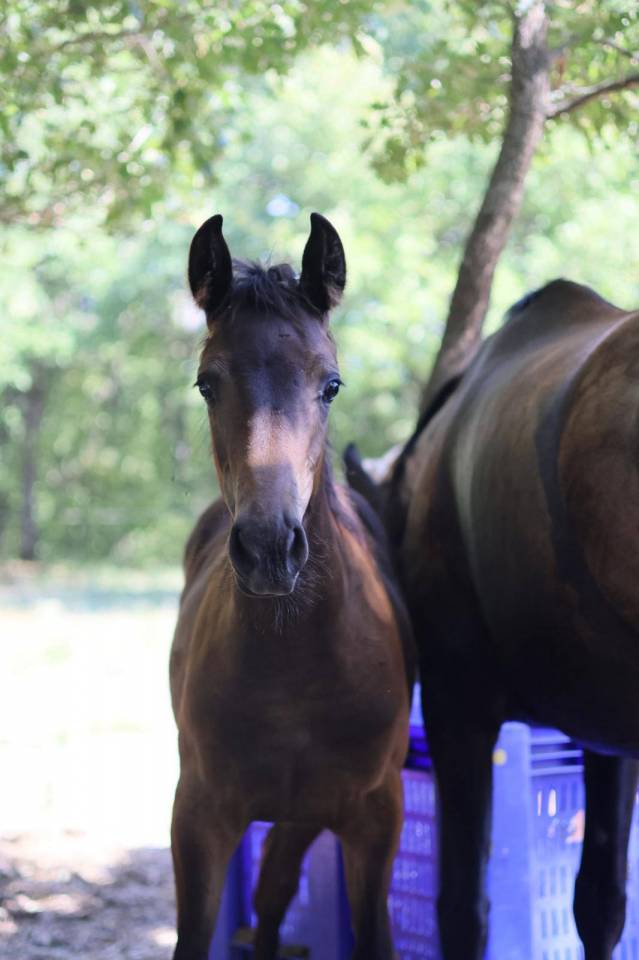 Pouliche Selle Francais - Avenir pour le dressage