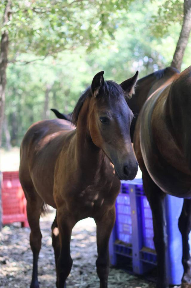Pouliche Selle Francais - Avenir pour le dressage