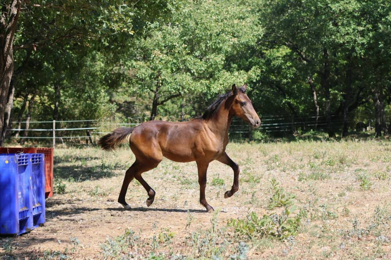 Pouliche Selle Francais - Avenir pour le dressage