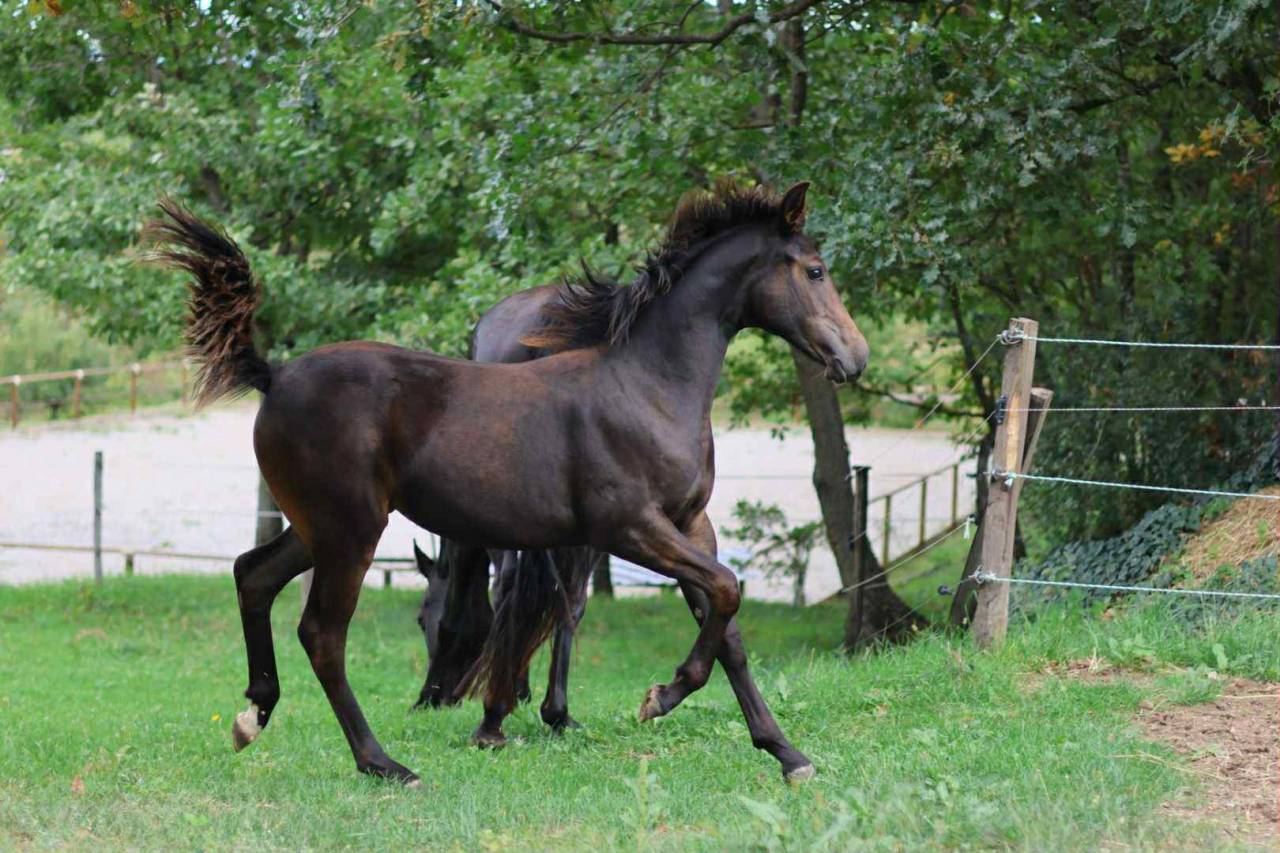 Pouliche Selle Francais - Avenir pour le dressage