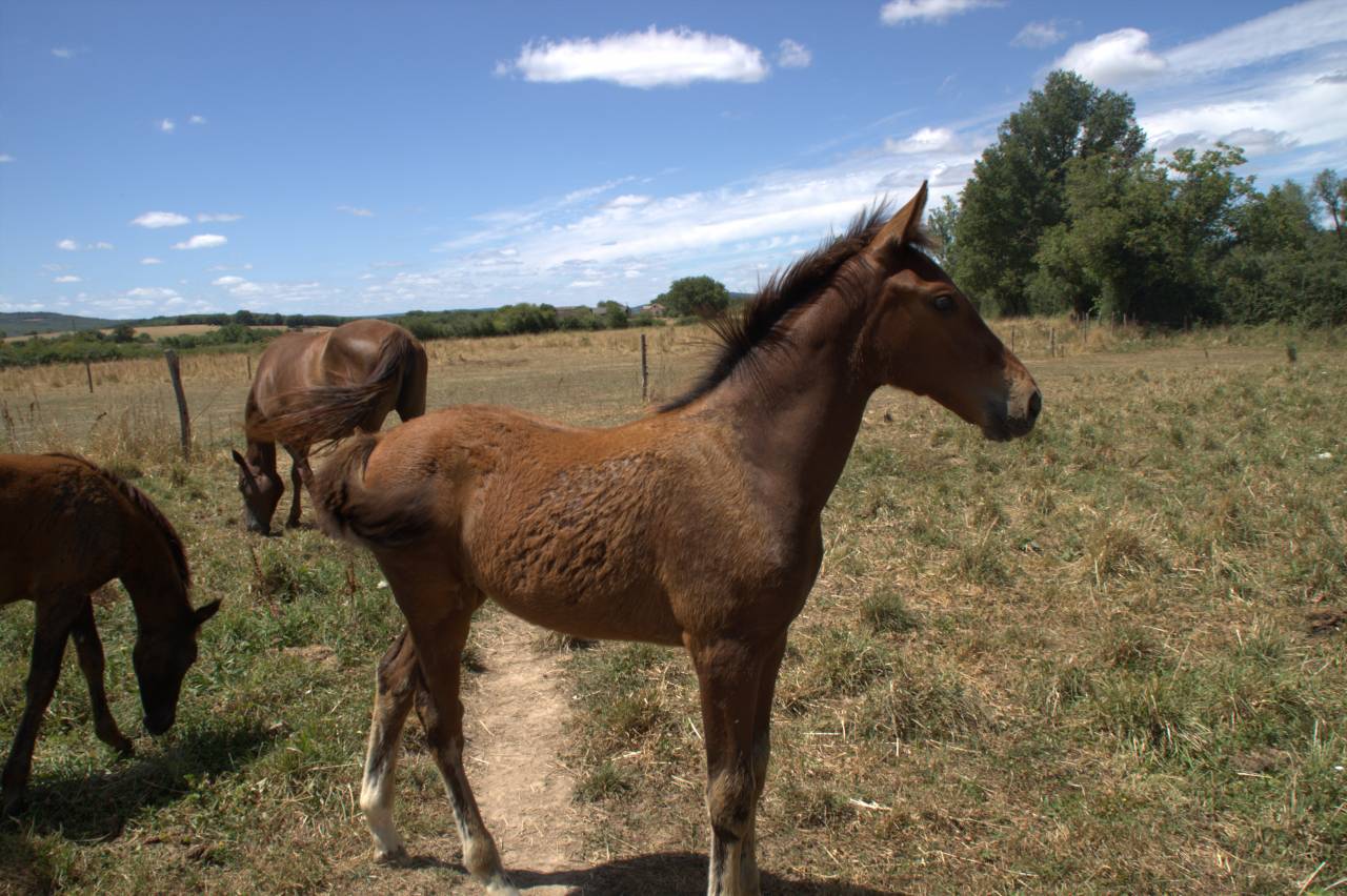 pouliche SF
