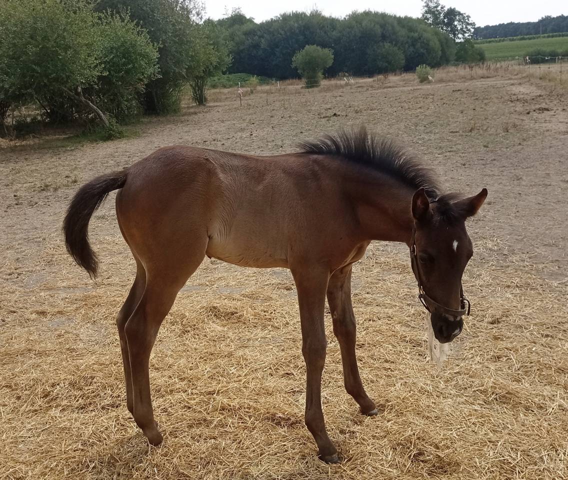 Poulain mâle OC Zangersheide / PRE 