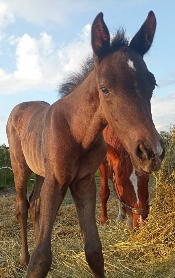 Poulain mâle OC Zangersheide / PRE 