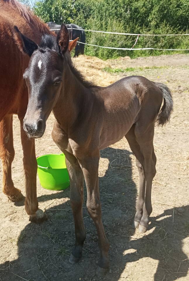 Poulain mâle OC Zangersheide / PRE 