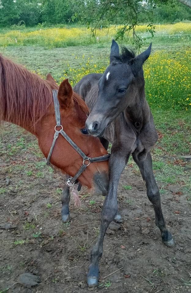 Poulain mâle OC Zangersheide / PRE 