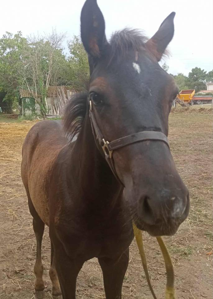 Poulain mâle OC Zangersheide / PRE 