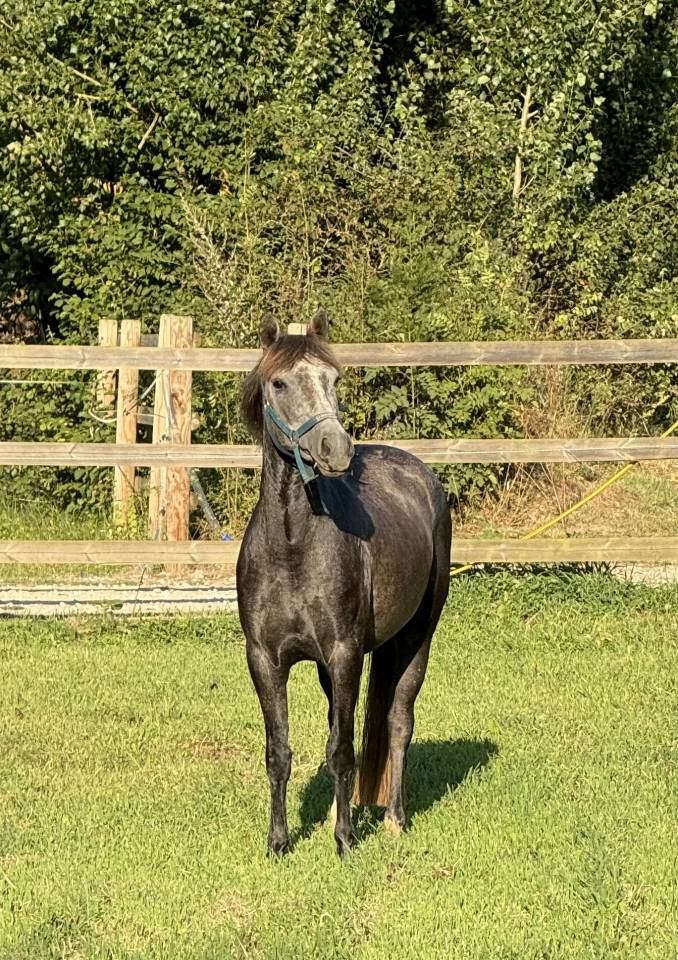 Poney de sport 