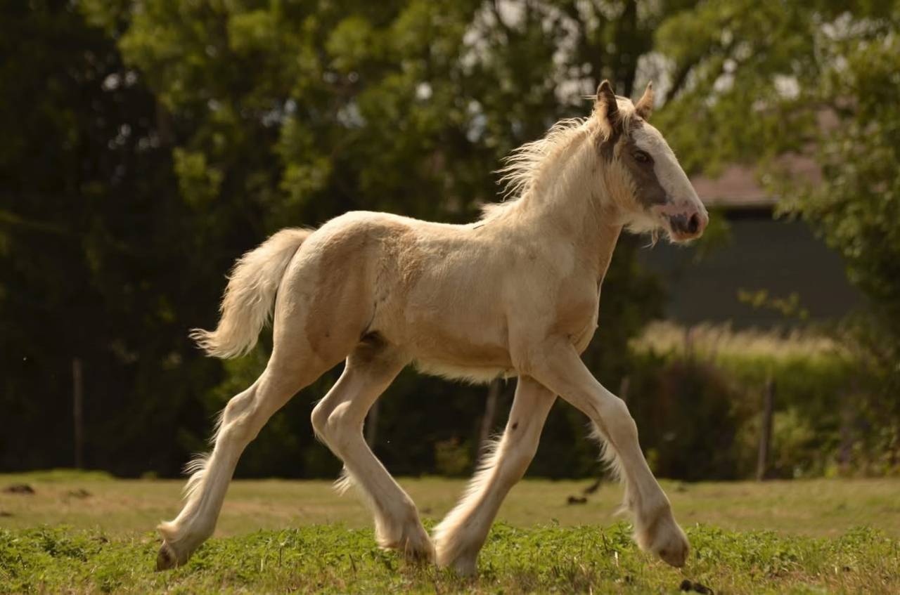 Poulain Irish cob,plein papier 