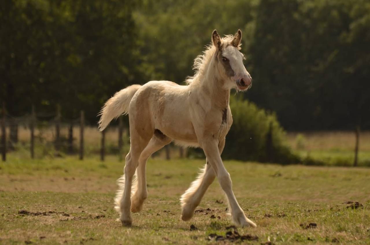 Poulain Irish cob,plein papier 