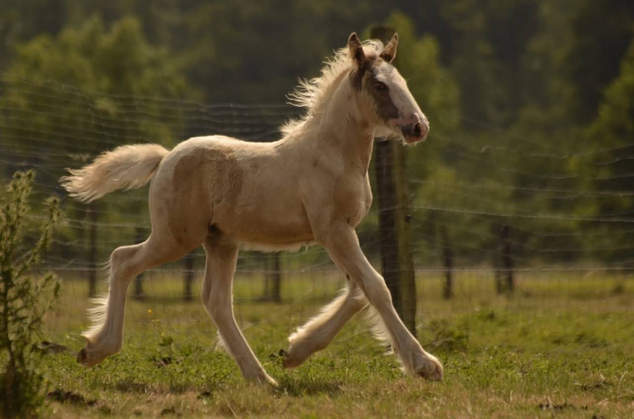 Poulain Irish cob,plein papier 