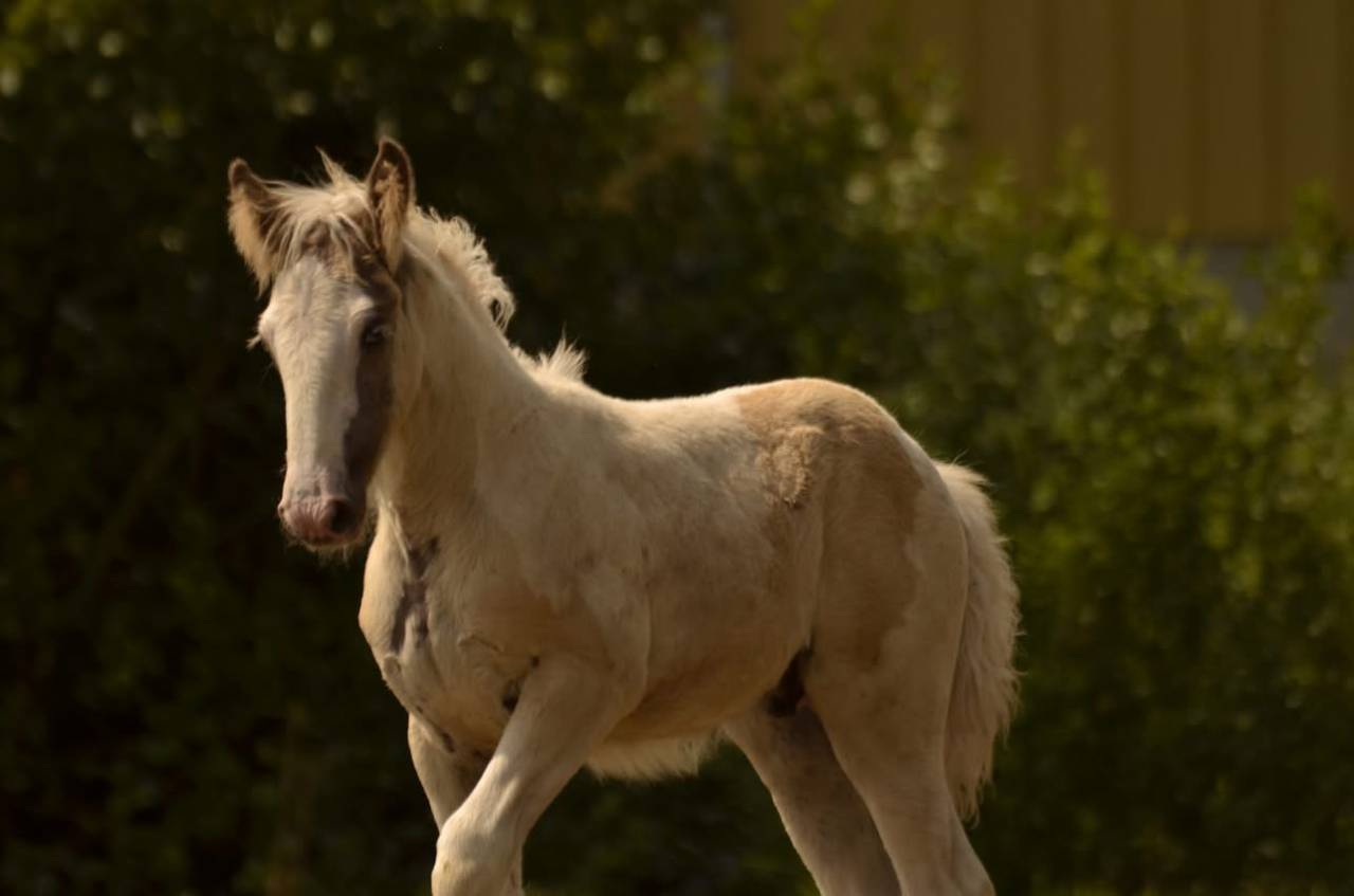 Poulain Irish cob,plein papier 