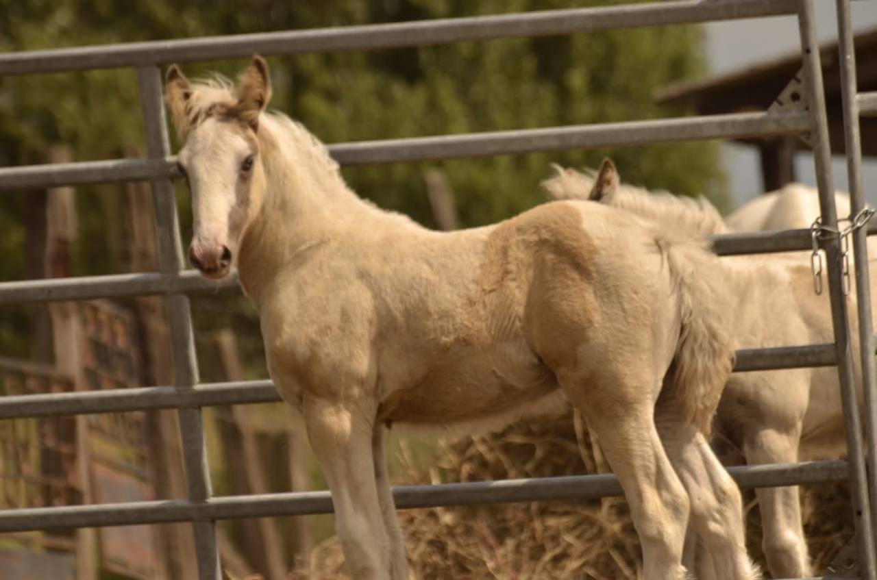 Poulain Irish cob,plein papier 