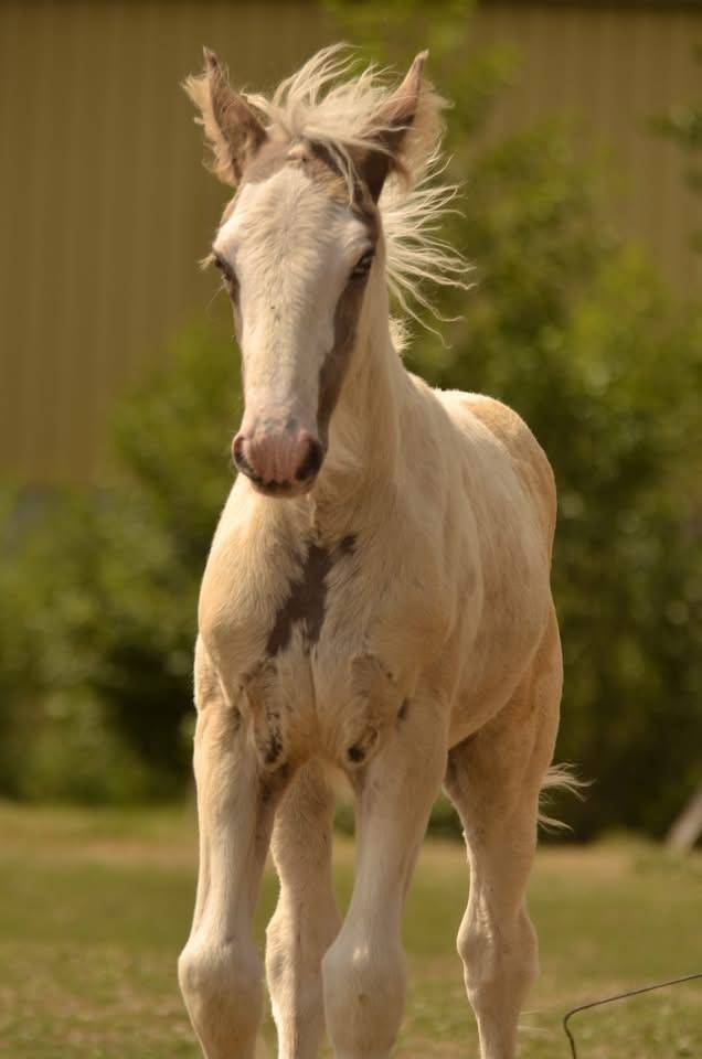 Poulain Irish cob,plein papier 