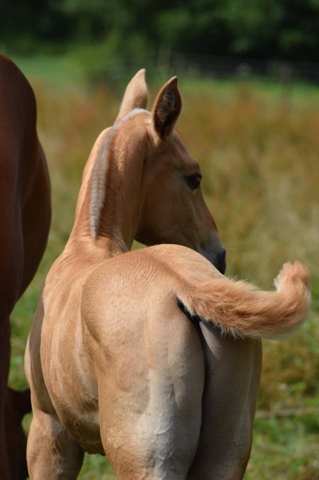 Poulain Lusitanien PSL 