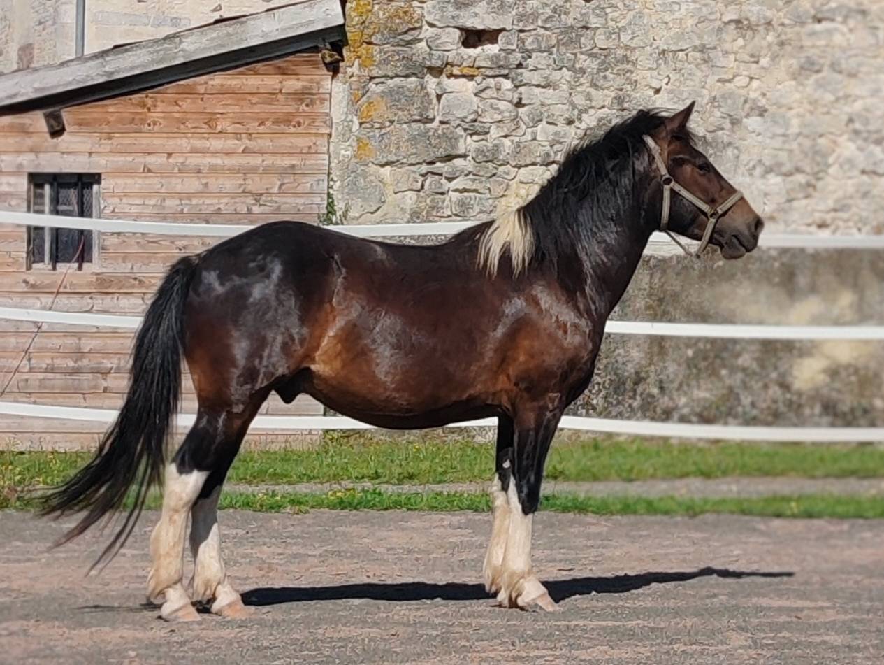 Magnifique hongre pottock 