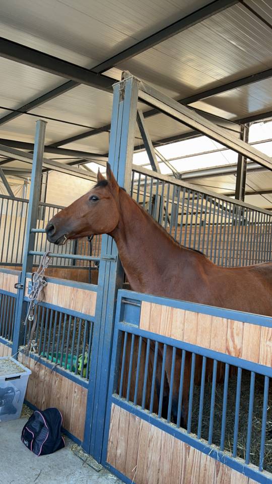 Cheval cherche nouvel maison