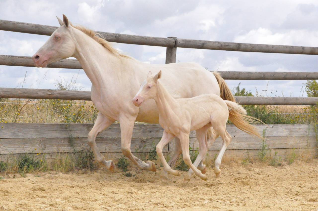 Pouliche Quarter Horse a réserver 