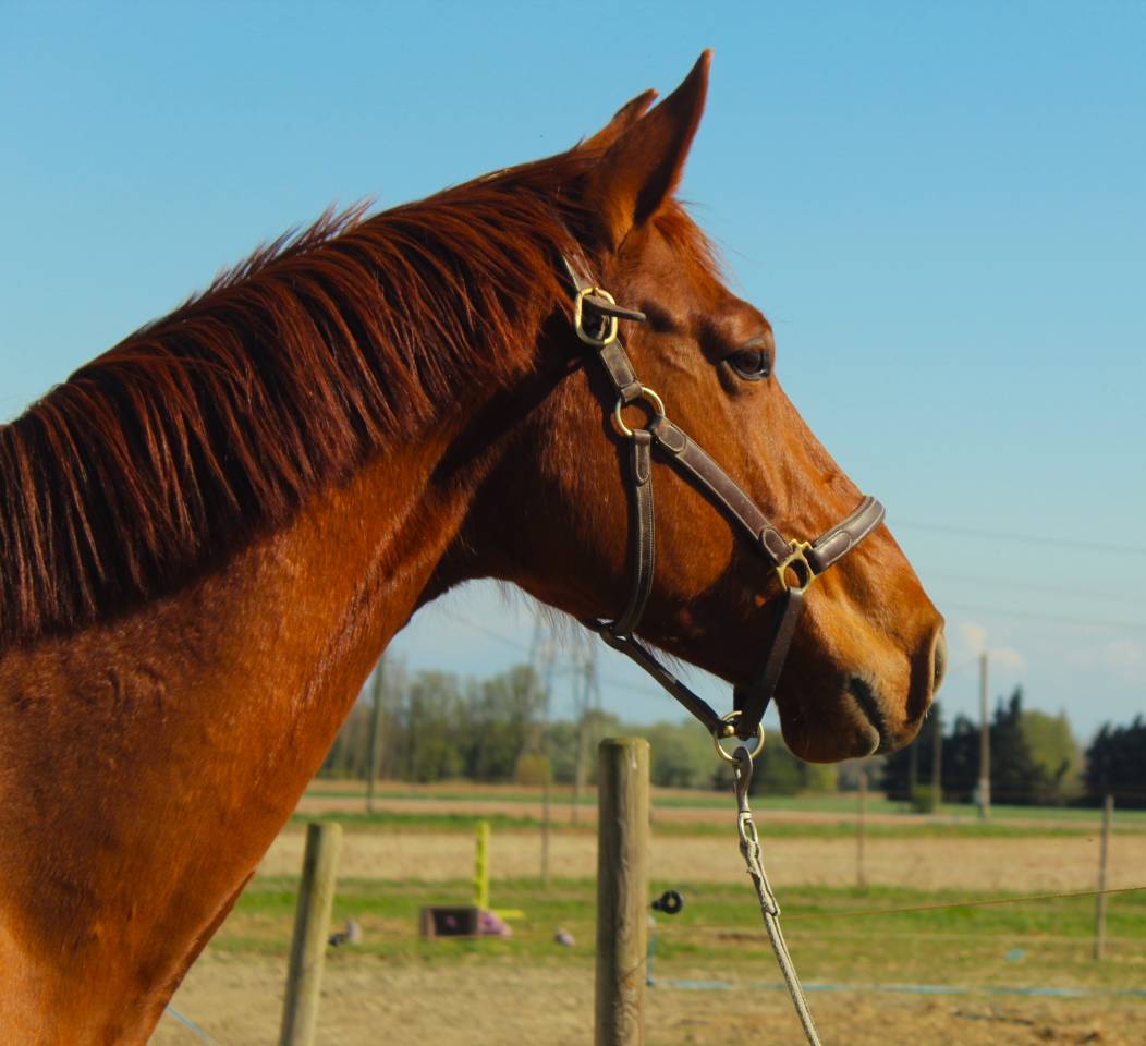 Demi pension cheval