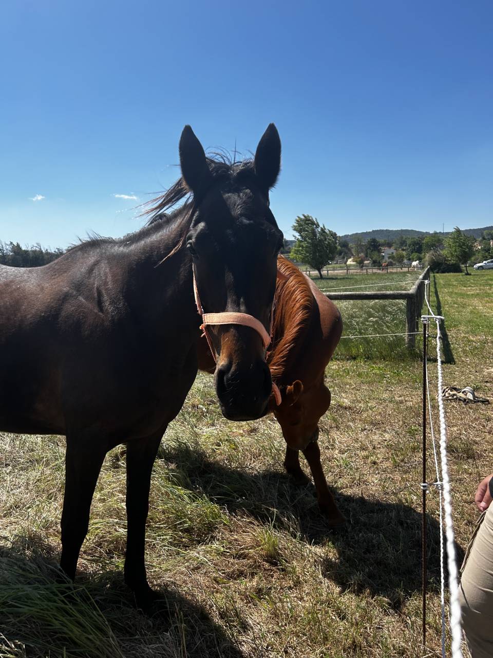 Demi pension cheval 