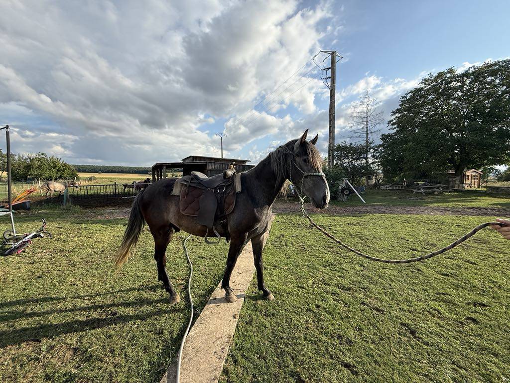 Cheval. Barbe oc