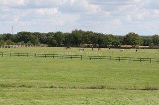 Haras de Reproduction Cl&eacute; en Main sur 52 ha dans le Morbihan (5