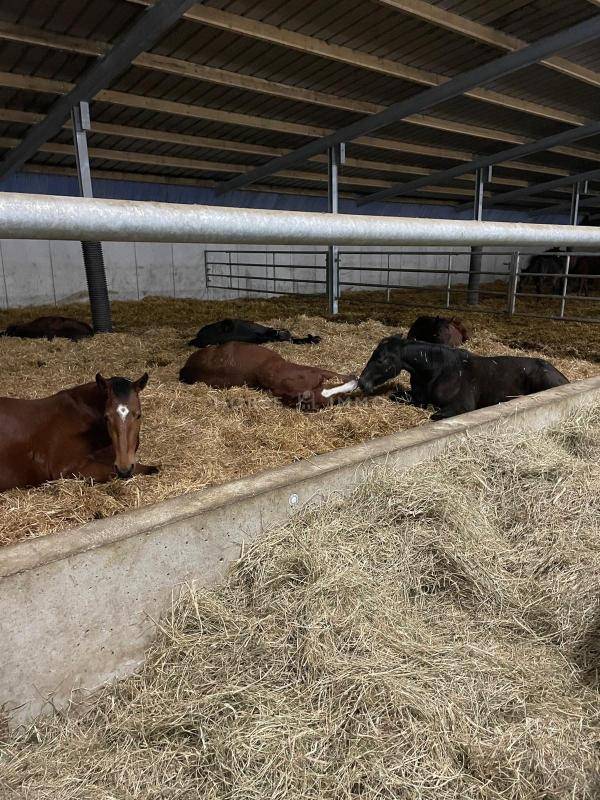 Haras de Reproduction Cl&eacute; en Main sur 52 ha dans le Morbihan (5