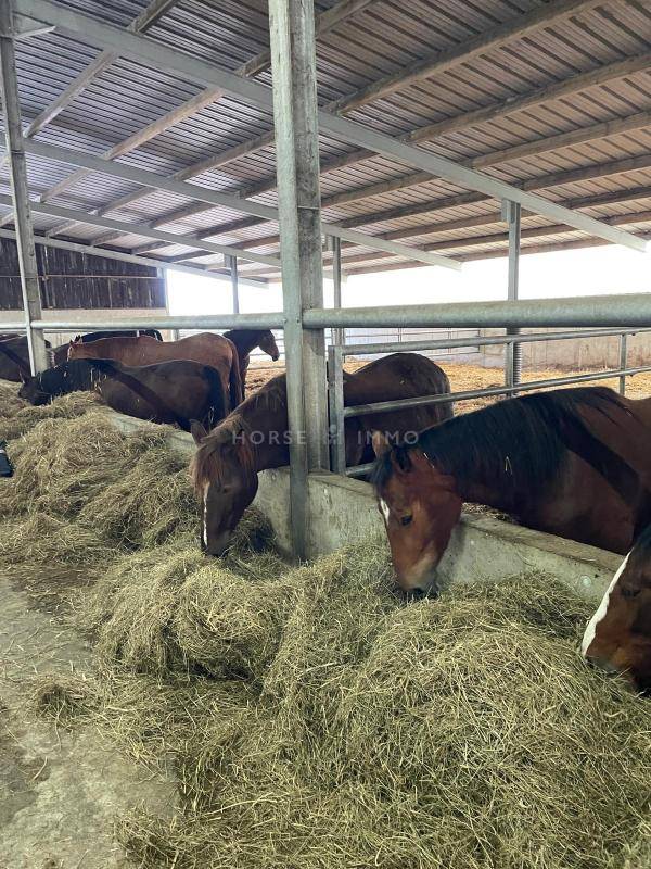 Haras de Reproduction Cl&eacute; en Main sur 52 ha dans le Morbihan (5