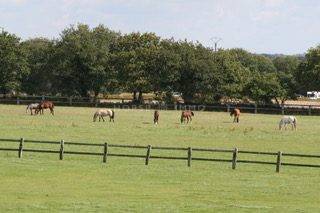 Haras de Reproduction Cl&eacute; en Main sur 52 ha dans le Morbihan (5