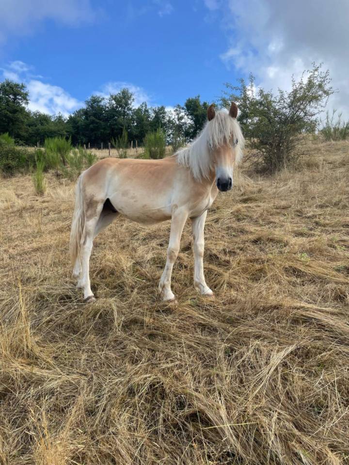 Odacieux Winz, poulain Haflinger