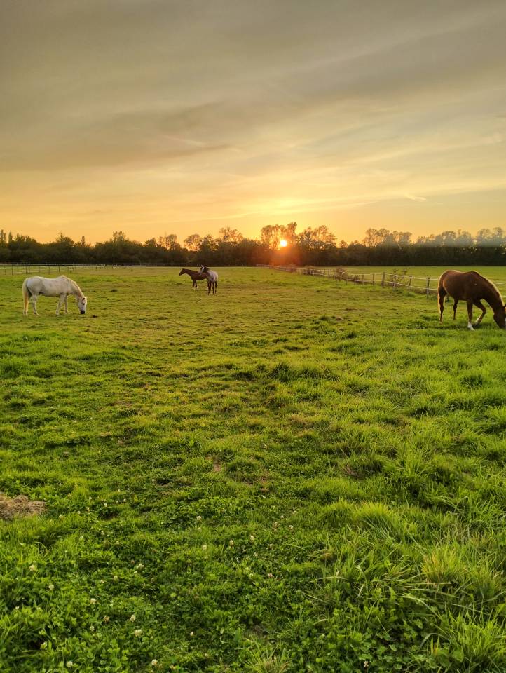 Pension chevaux boxes/pr&eacute; 
