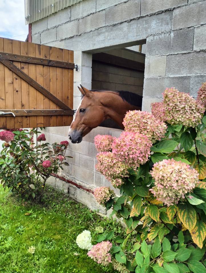 Pension chevaux boxes/pr&eacute; 