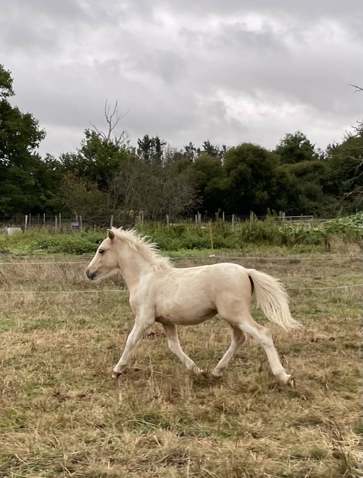 Poney B pie palomino