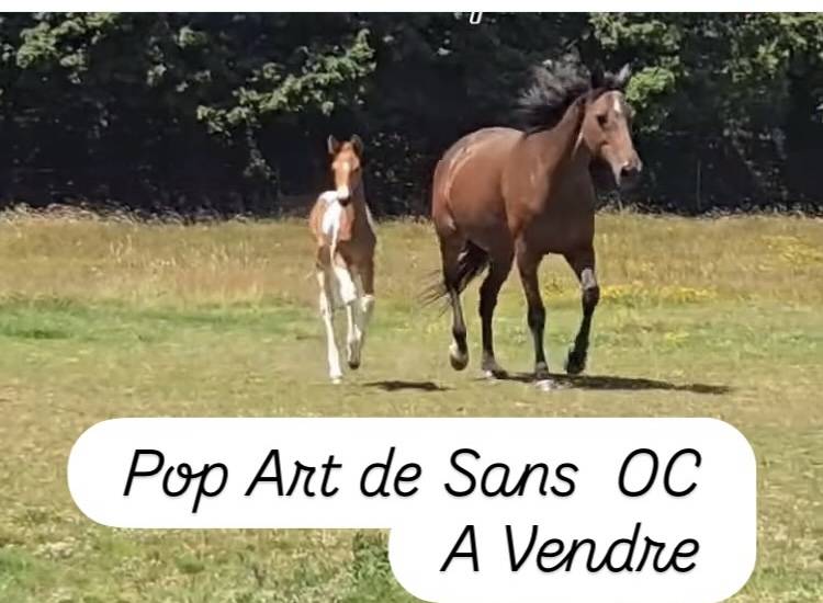 Poulain OC 2025 pie