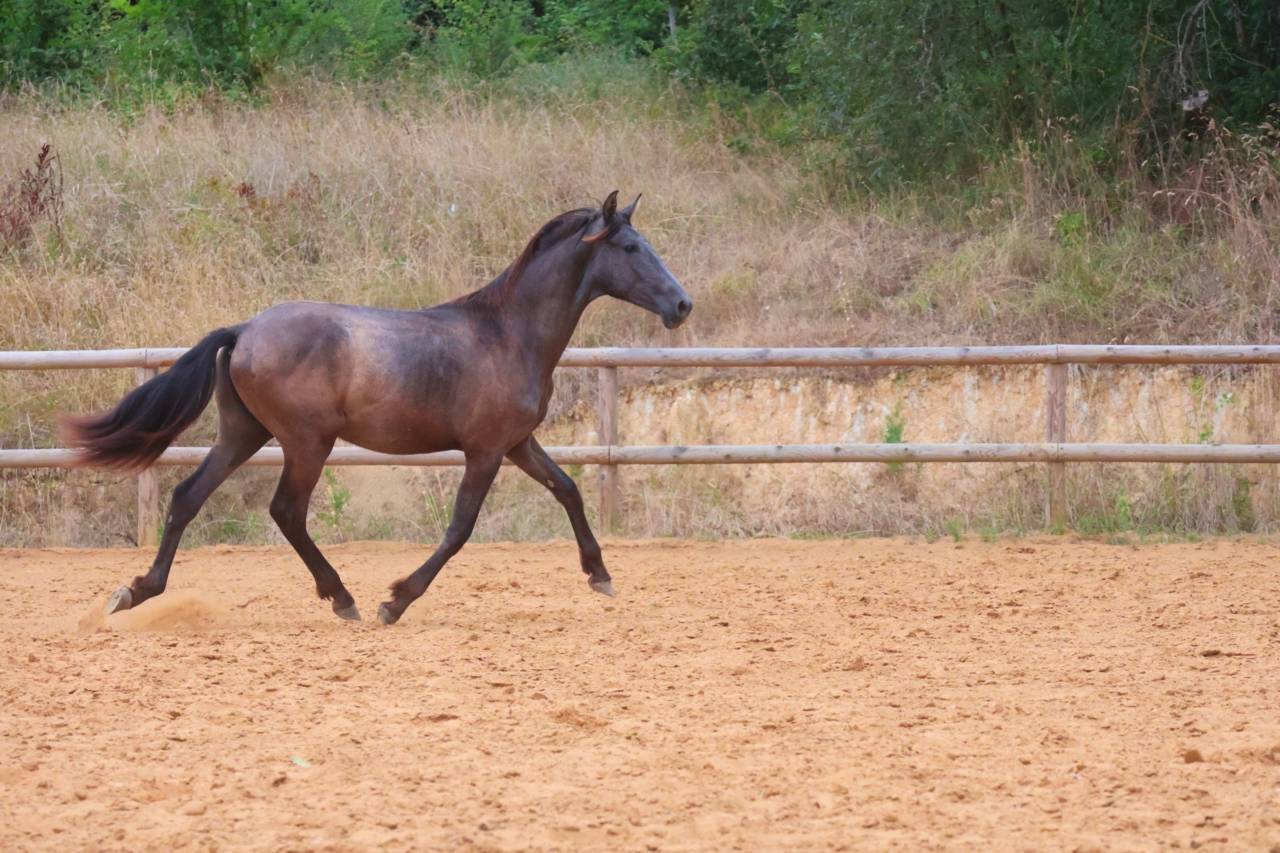 Quatro grand poulain PRE