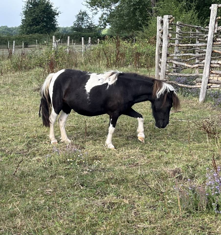 Ponette mini pie