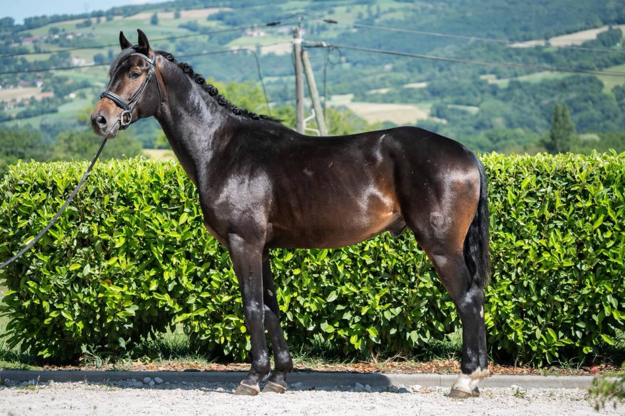 Vends talentueux cheval de dressage 
