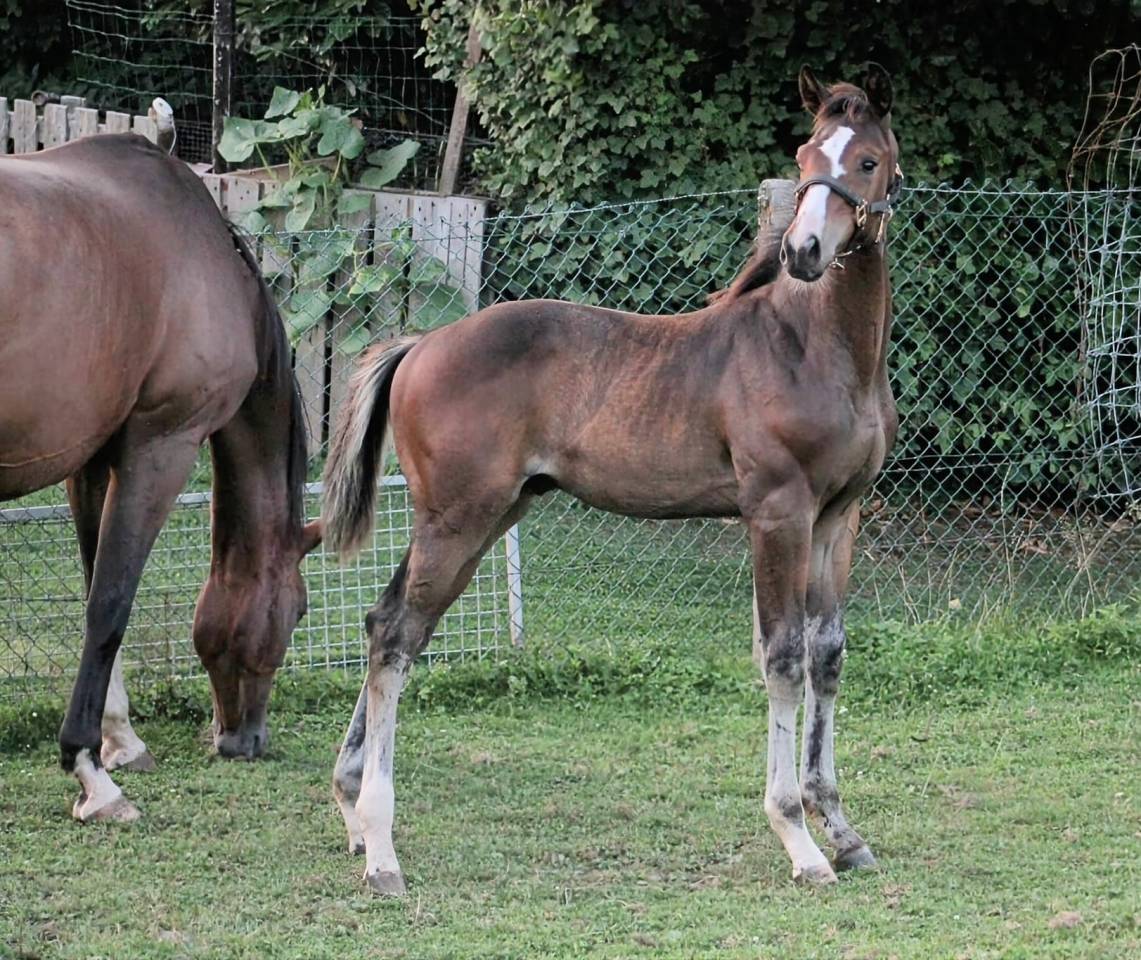 Comilfo Plus Z x Quinar x Souche du Heup