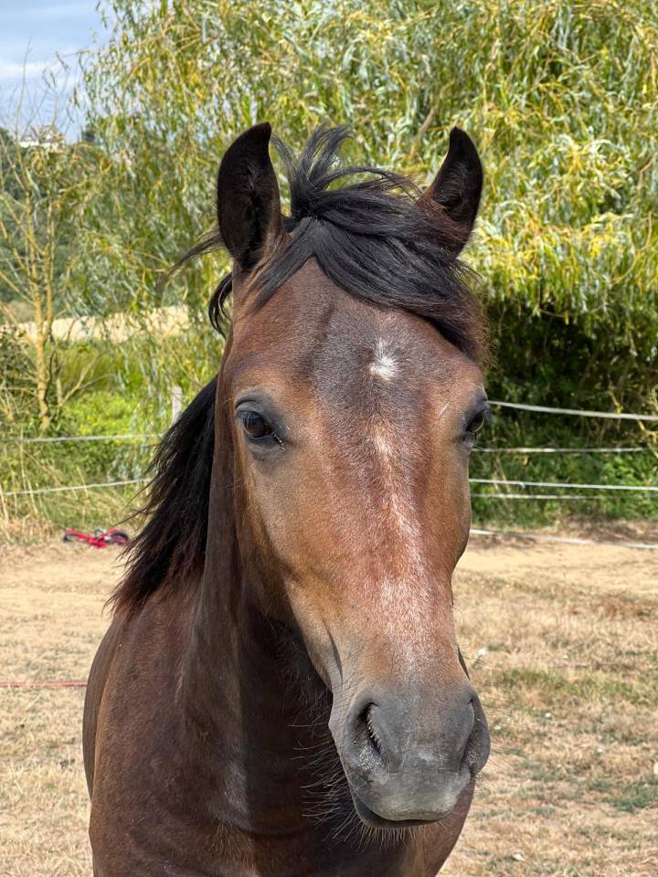 Magnifique poney 