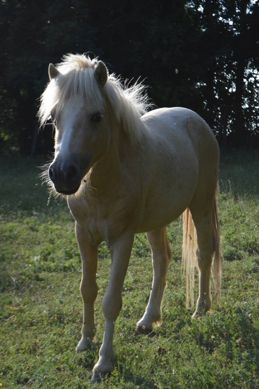 Poney 