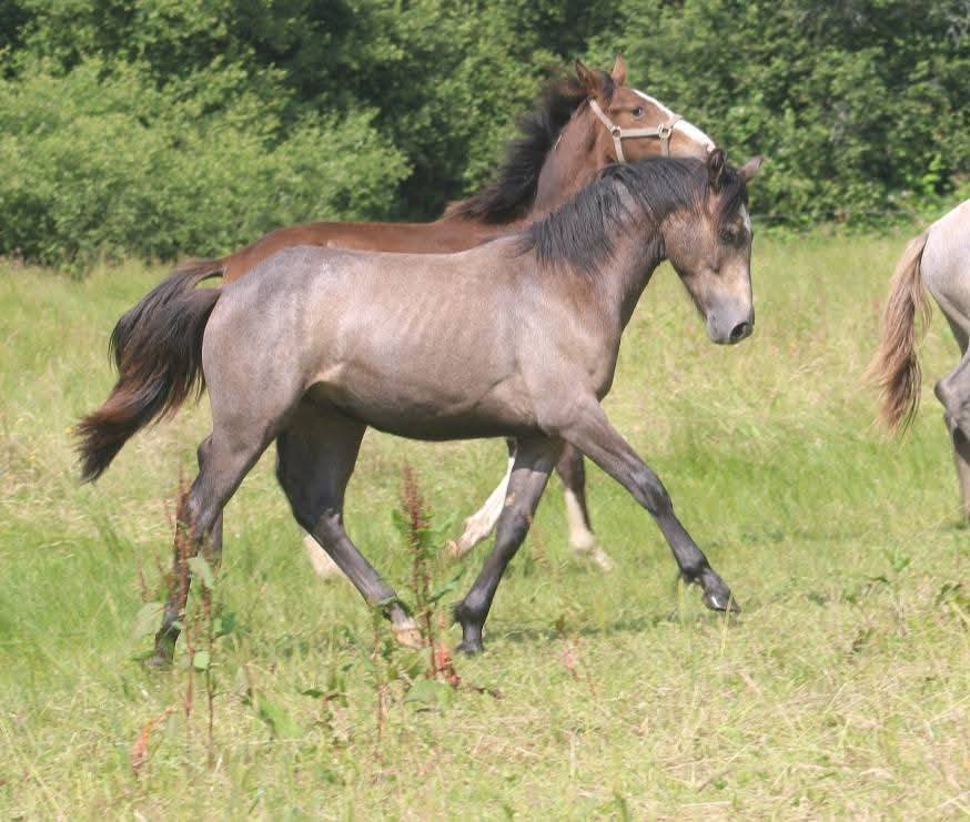 Exceptionnel Yearling par Impérial du Blin x Pondi