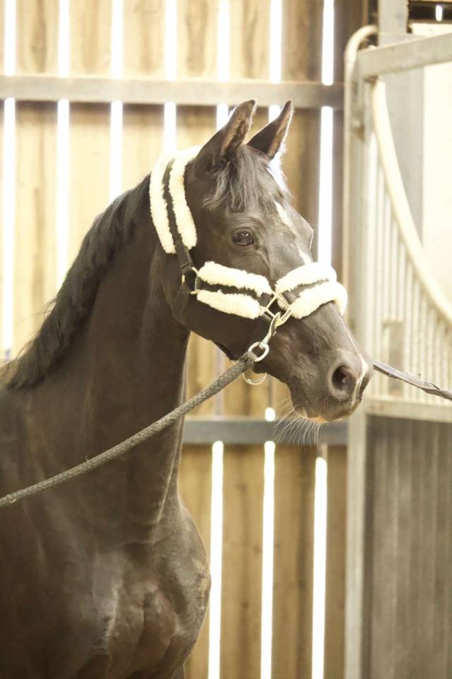 À vendre Ponette D de sport 
