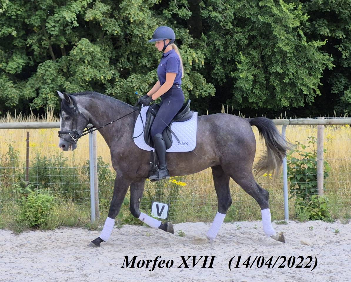 Hongre PRE 3 ans plein PP 