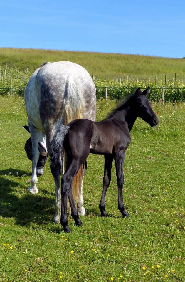Poulain PRE PP à réserver