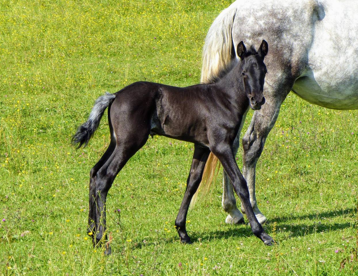 Poulain PRE PP à réserver