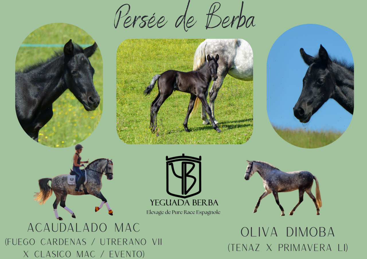 Poulain PRE PP à réserver