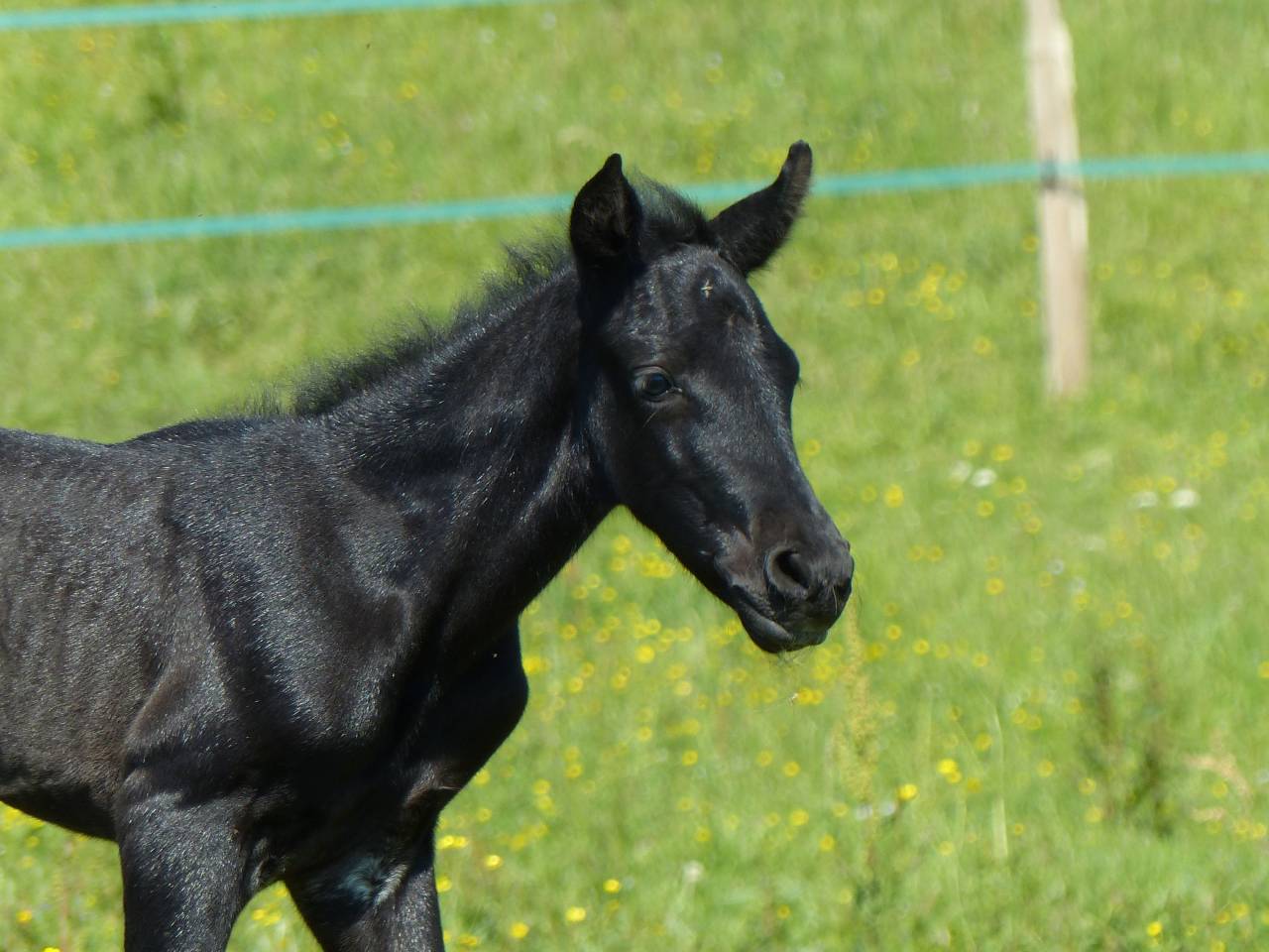 Poulain PRE PP à réserver