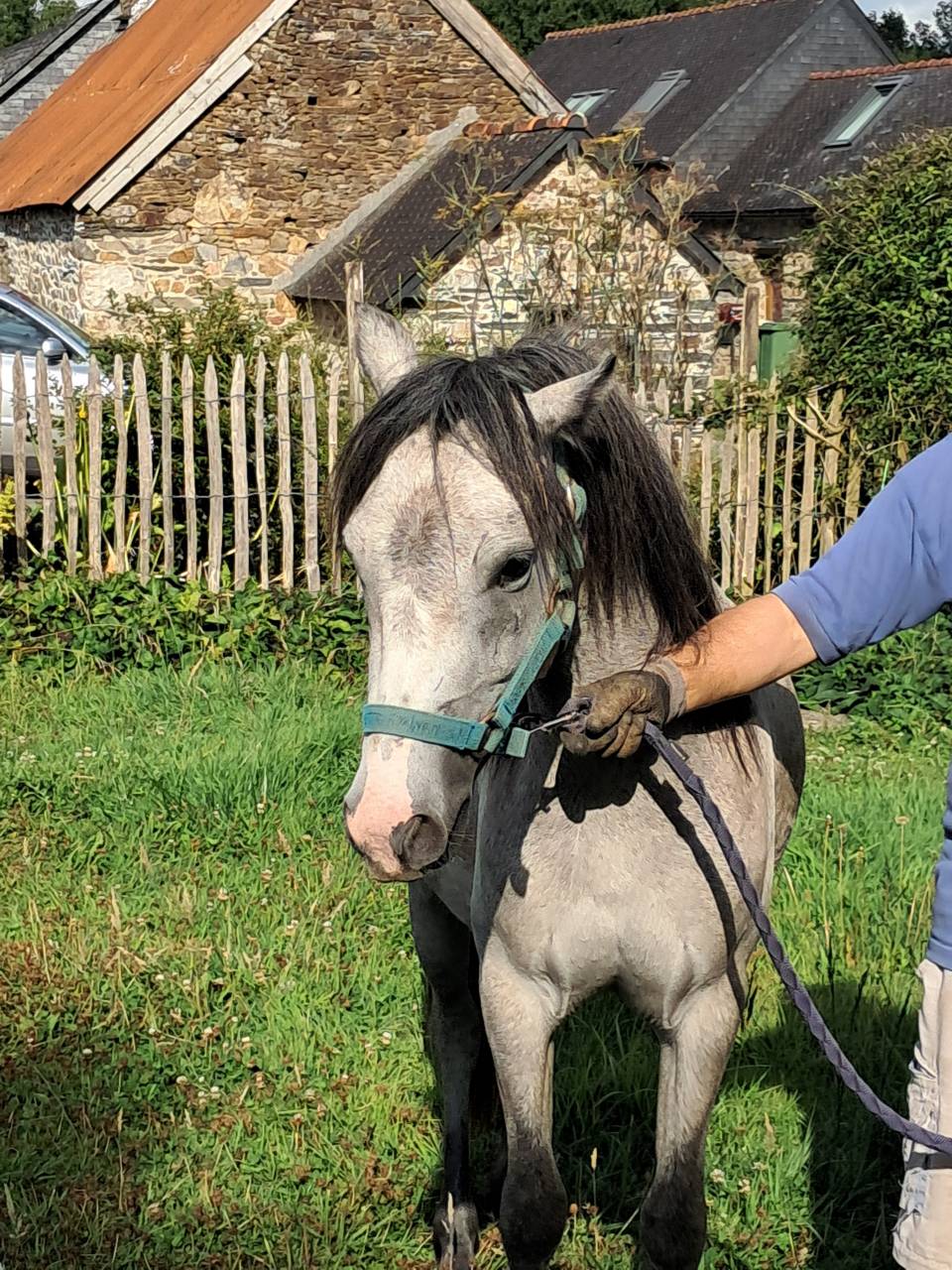 Ponette welsh 2ans