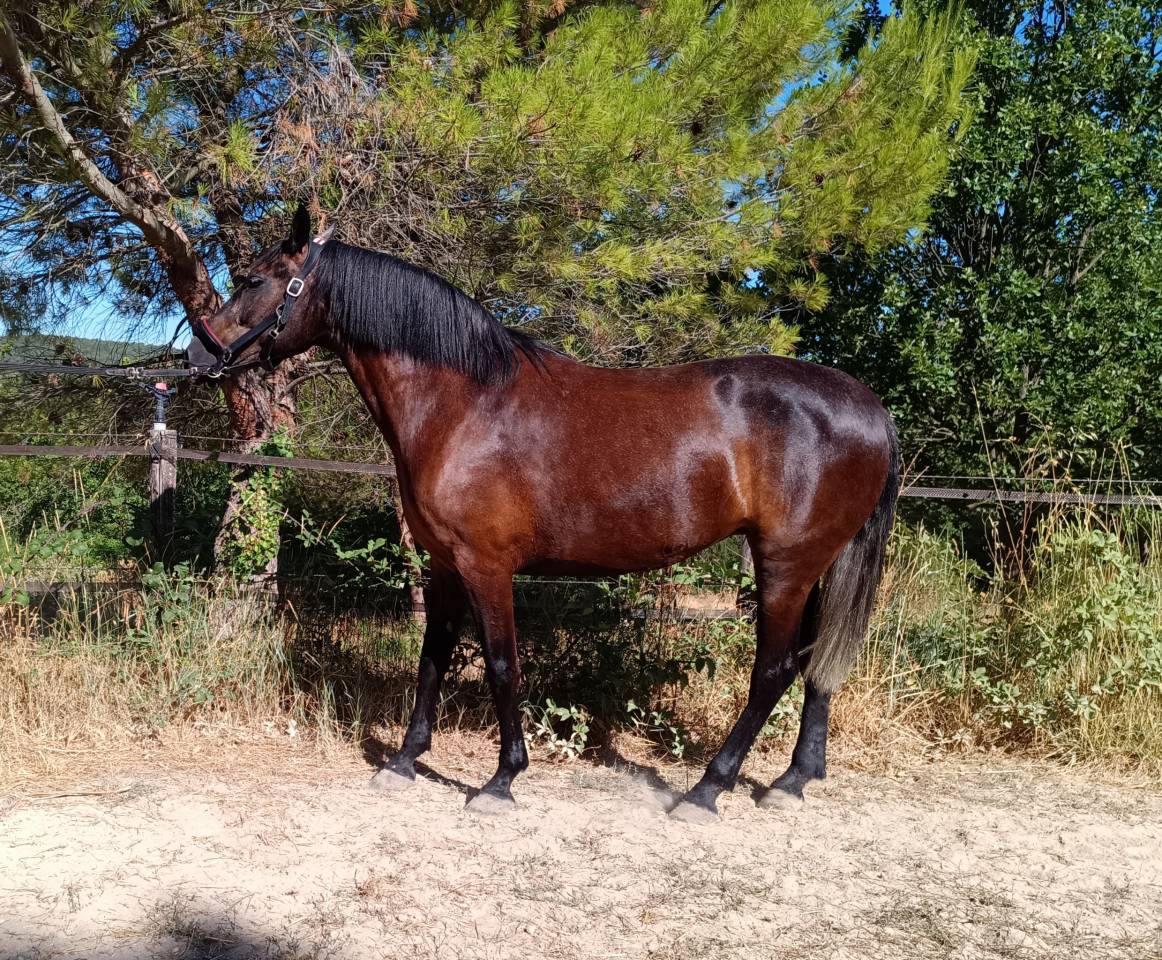 Magnifique Jument Pure Race Espagnole