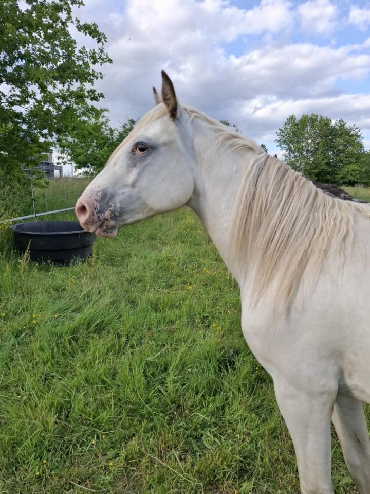 Pouliche Appaloosa Fondation